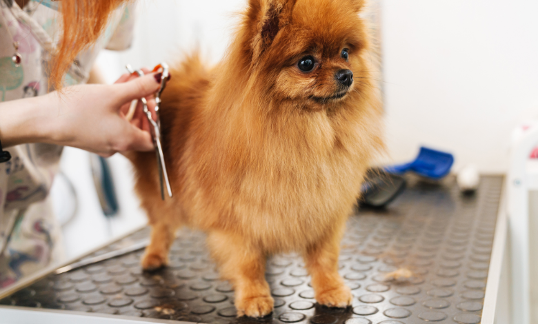 Designer Paws Salon